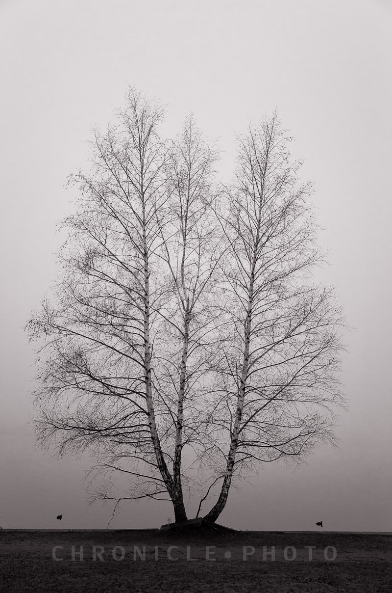 Morning Fog, Green Lake, 2014