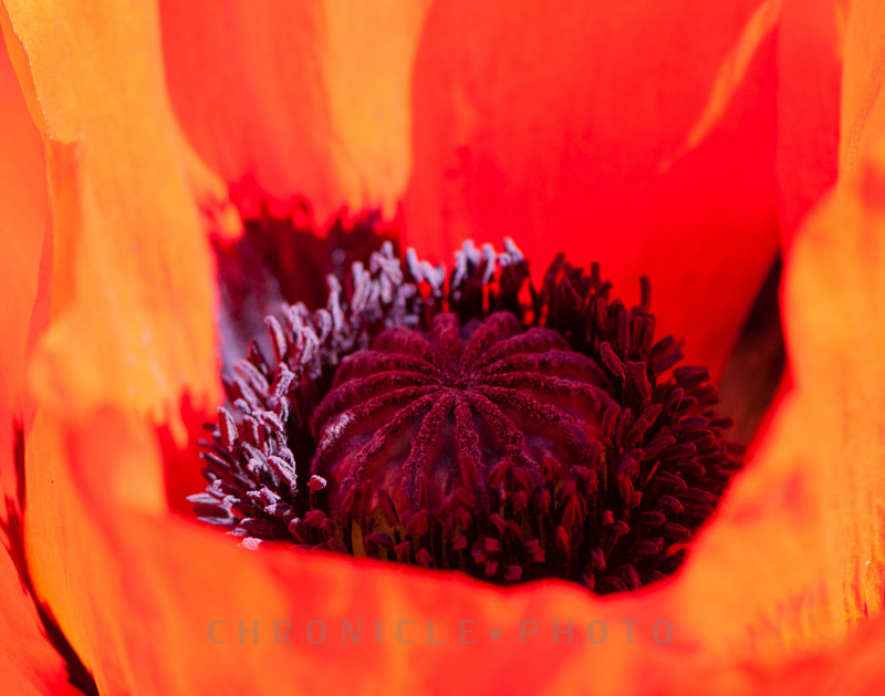 Oriental Poppy, 2011