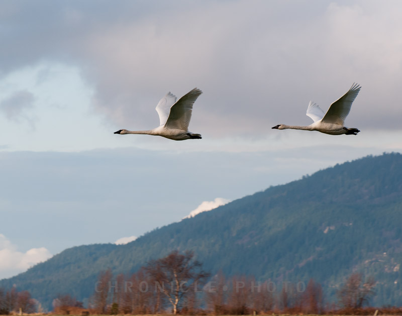 Migrating Swans, Fir Island, 2010