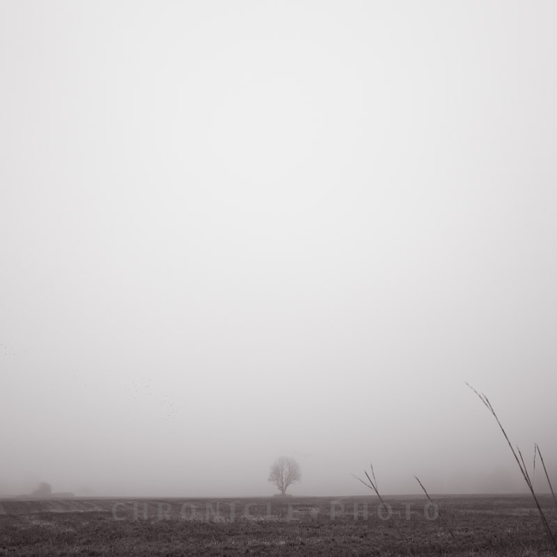 Winter Fog, 2014